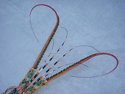 Super-Skin Handmade Bamboo Big Lobster Wall Sculpture 31 Inch