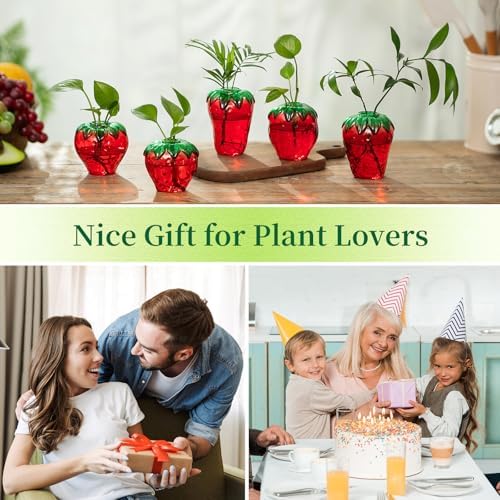 Glass Strawberry Plant Vases for Home Decor and Propagation