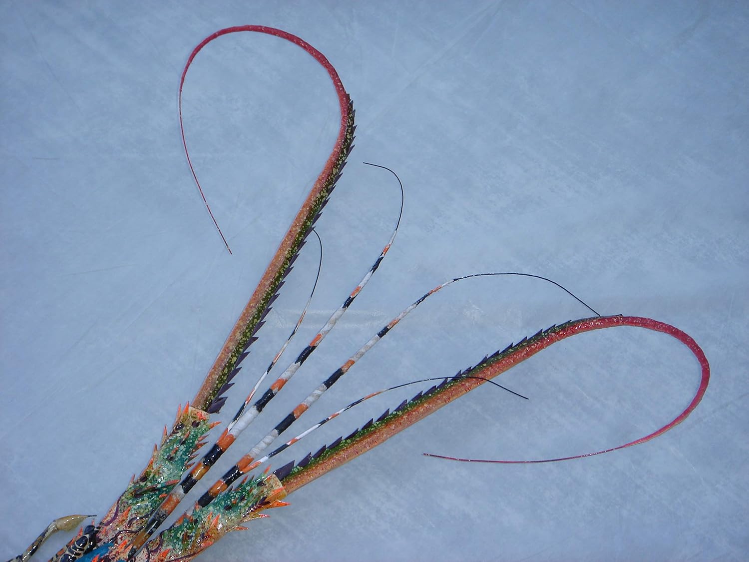 Super-Skin Handmade Bamboo Big Lobster Wall Sculpture 31 Inch
